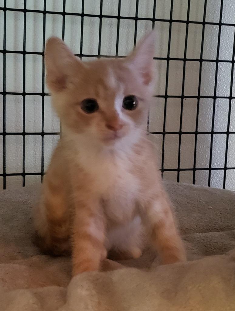 Poppie Boy, Adopted, Young Male Domestic Short Hair.