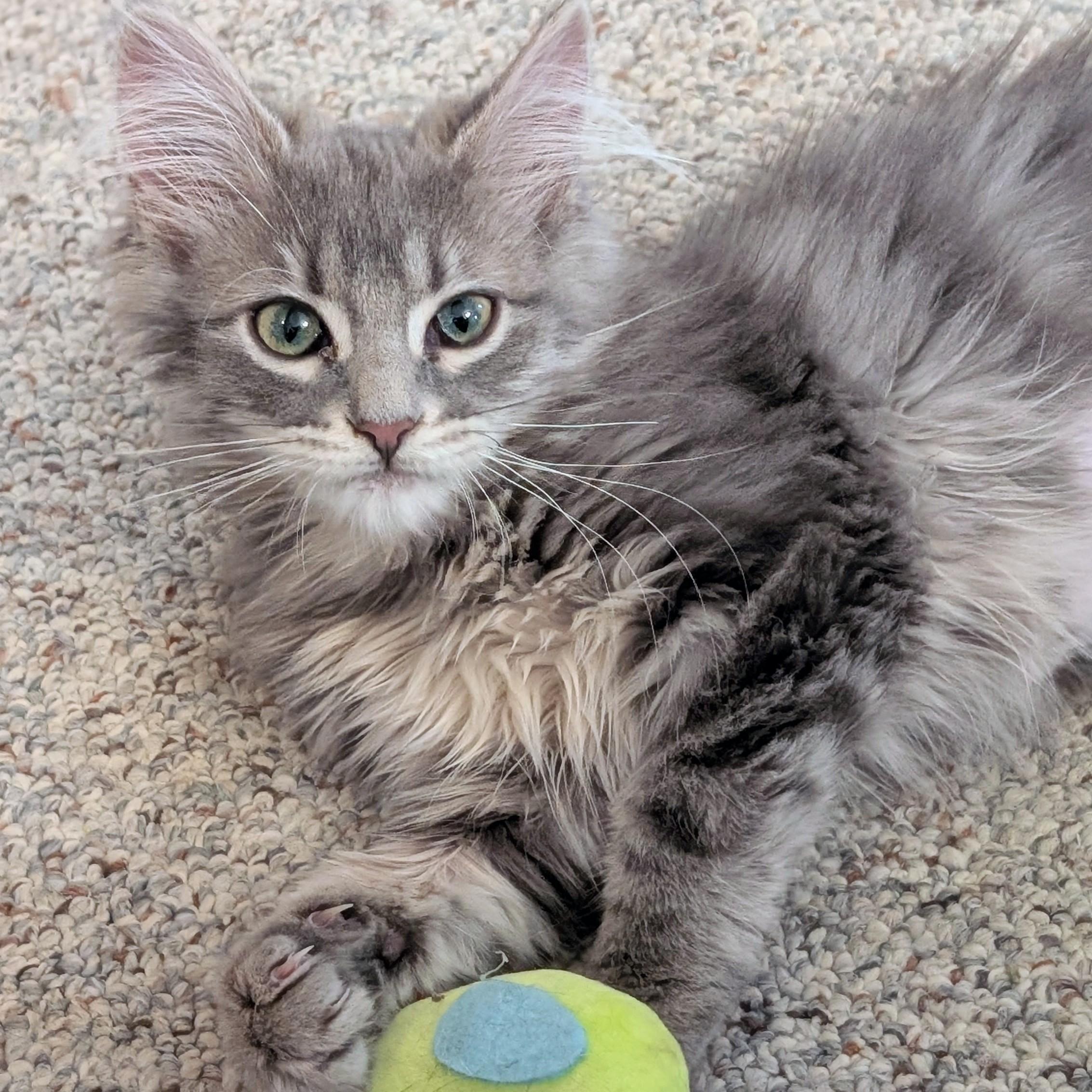 Enlarge Pagoda, an adopted Domestic Medium Hair in Johnsburg, IL image 4/5