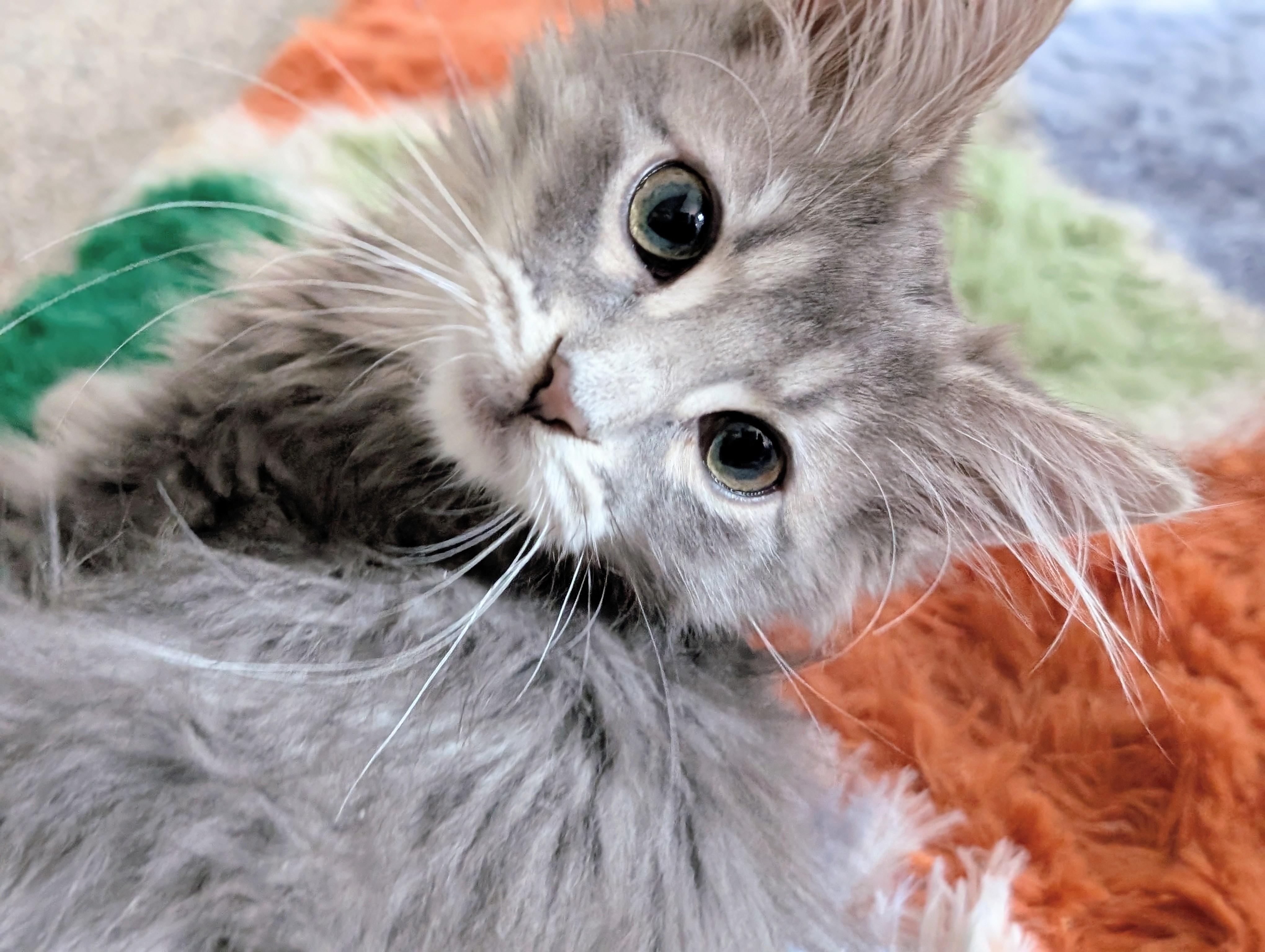 Enlarge Pagoda, an adopted Domestic Medium Hair in Johnsburg, IL image 5/5