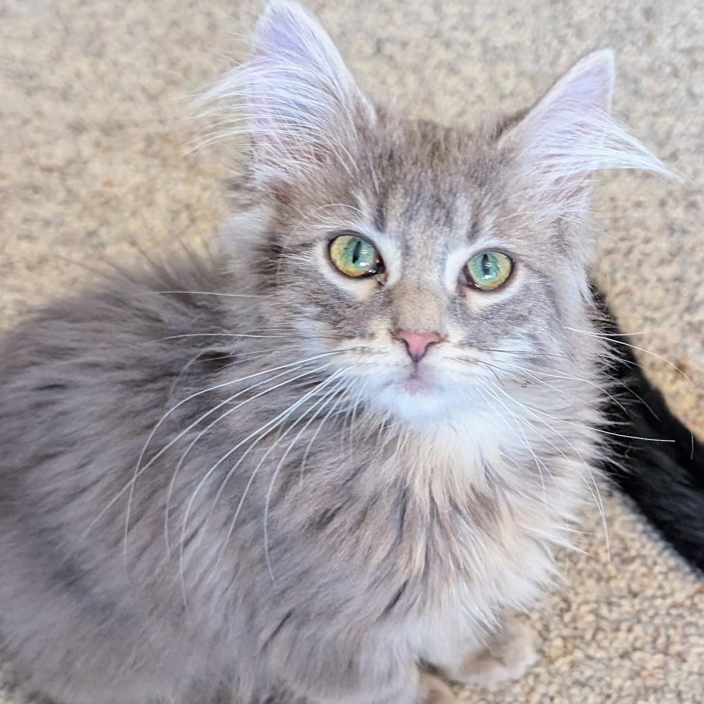 Pagoda, adopted, Kitten Female Domestic Medium Hair.