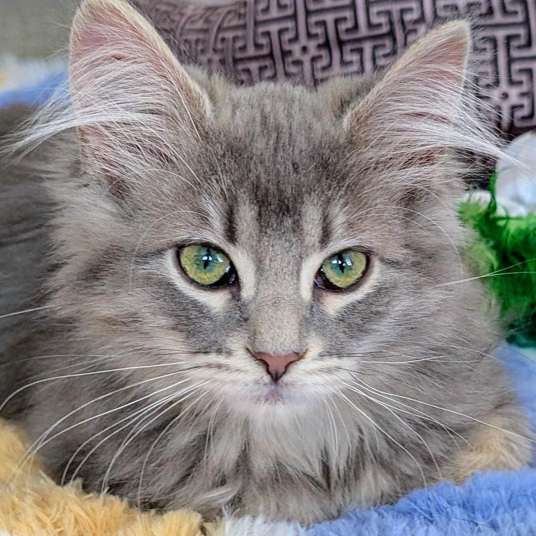 Enlarge Pagoda, an adopted Domestic Medium Hair in Johnsburg, IL image 2/5