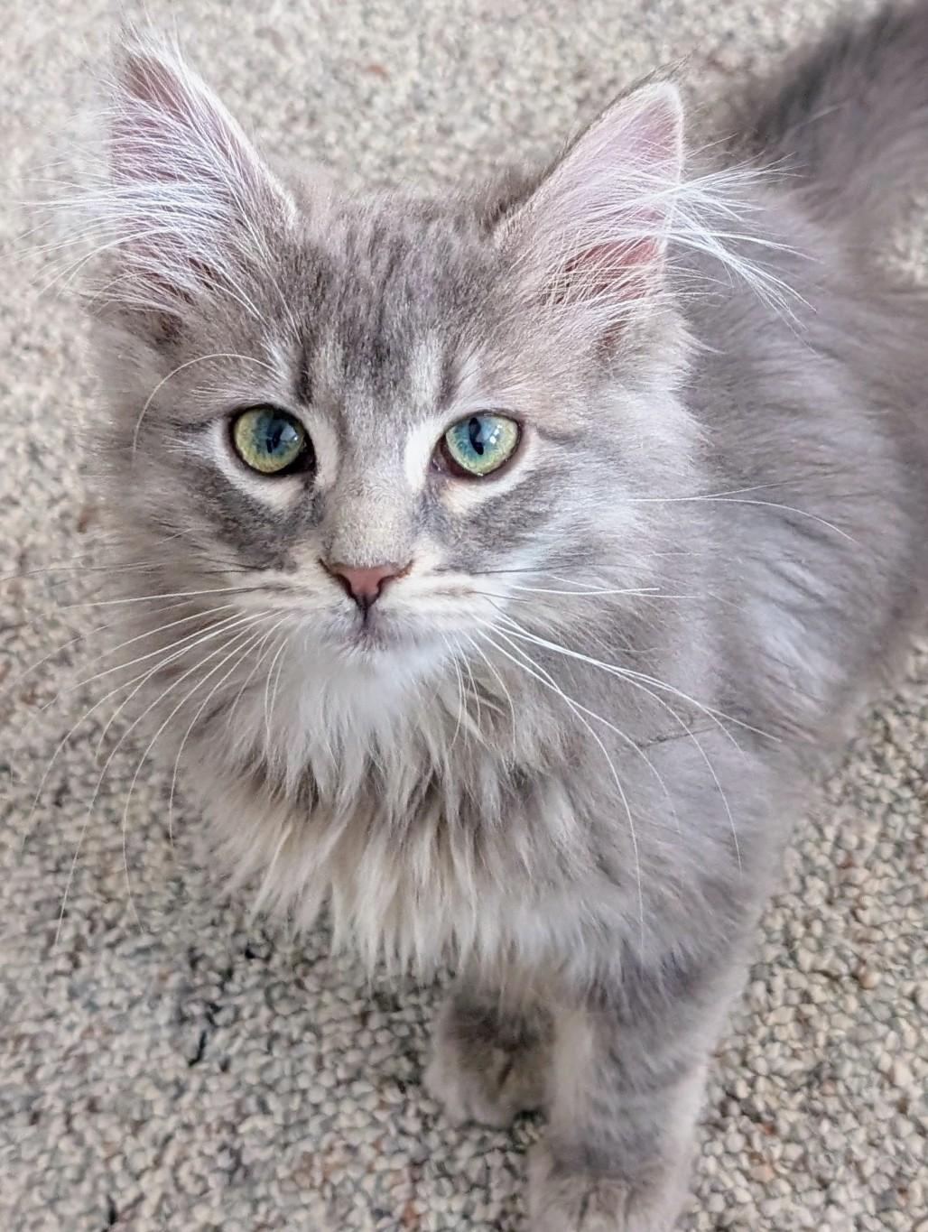 Enlarge Pagoda, an adopted Domestic Medium Hair in Johnsburg, IL image 3/5