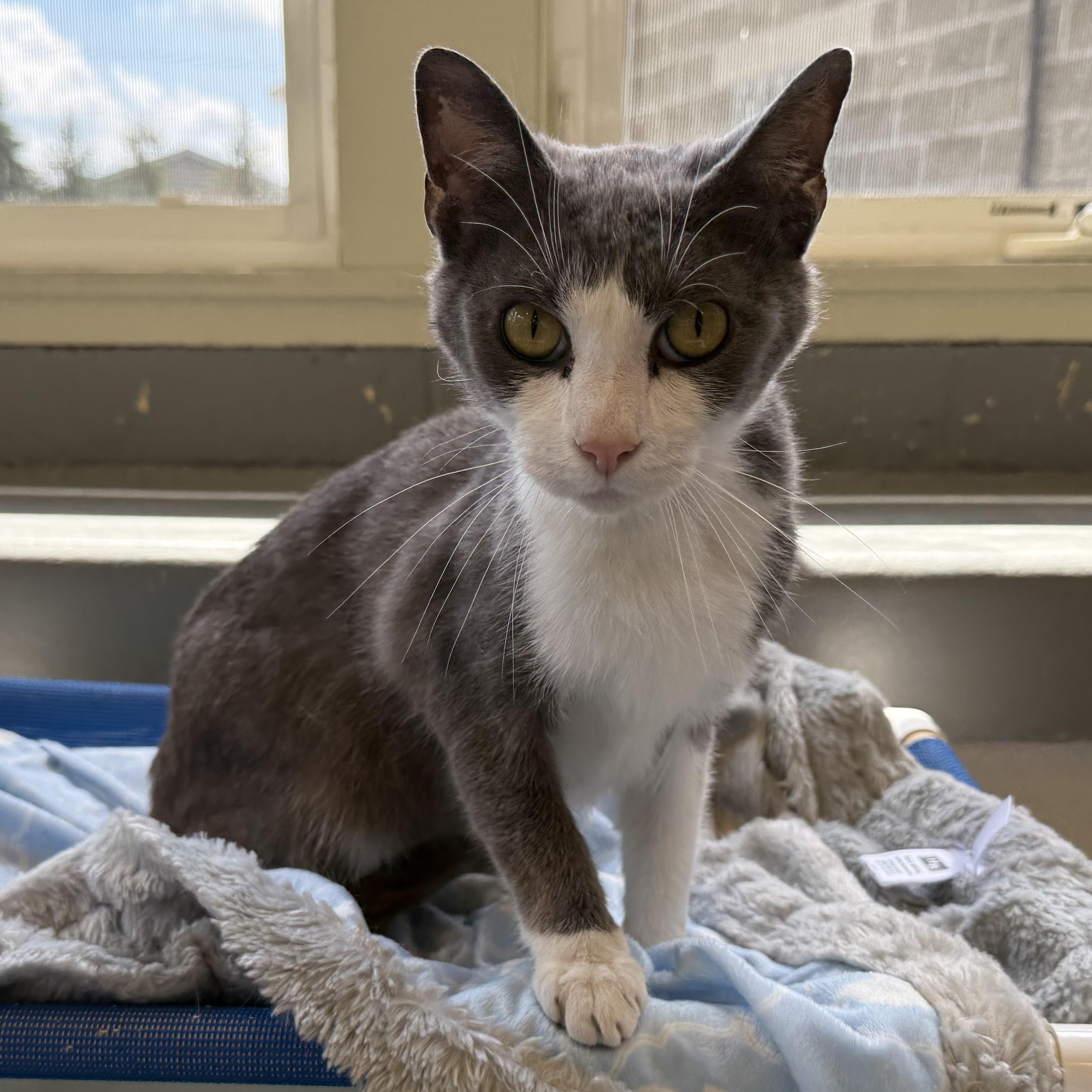 Alvin, Adult Male unknown
