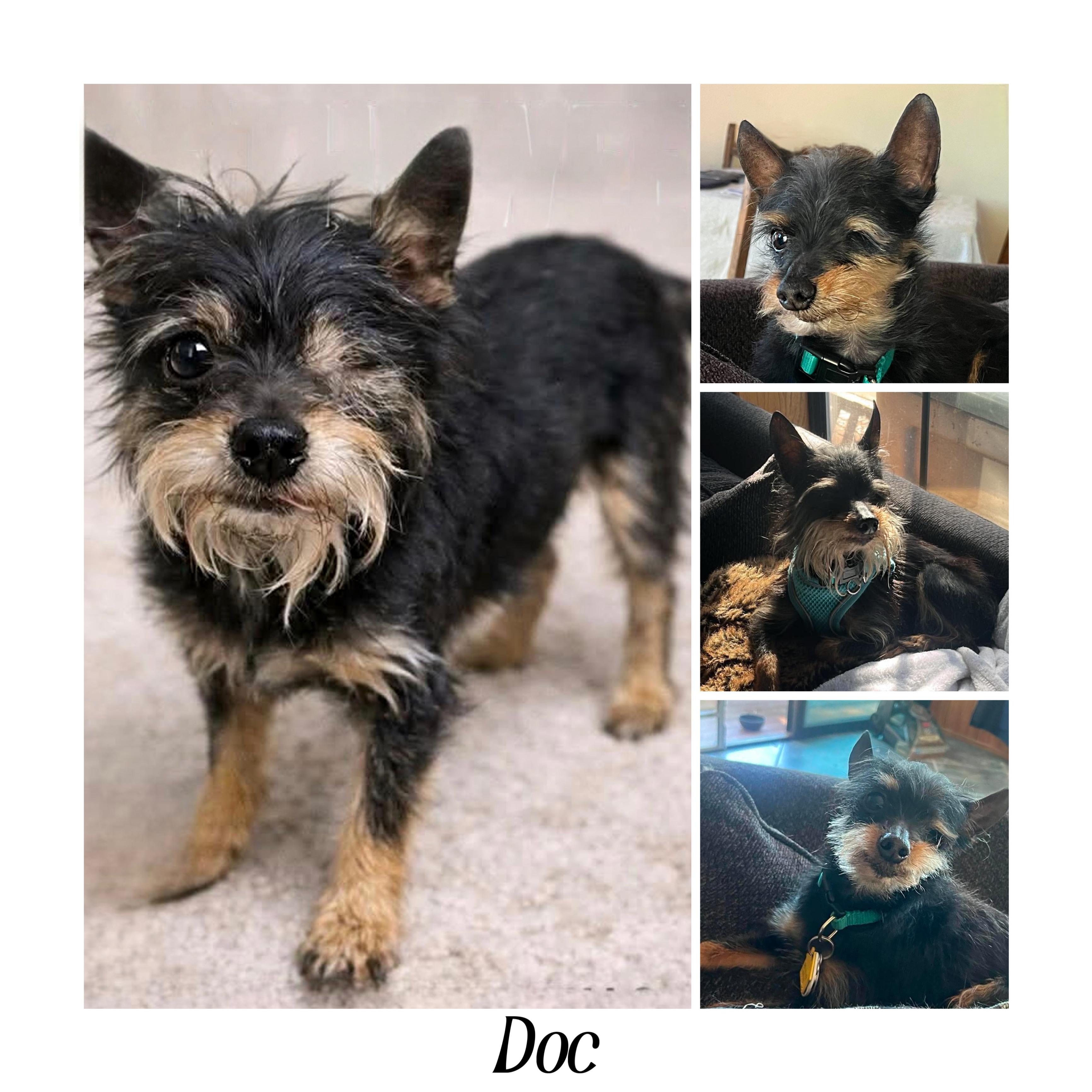 Enlarge DOC, a ADOPTABLE Affenpinscher in Abbotsford, BC image 1/1