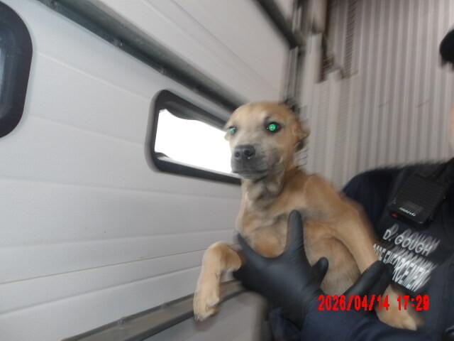 Enlarge Sam, a Adoptable Mixed Breed in Hobbs, NM image 1/6