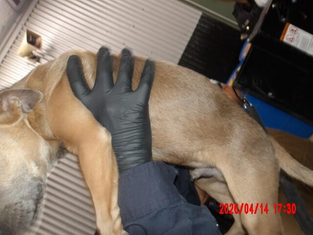 Enlarge Sam, a Adoptable Mixed Breed in Hobbs, NM image 3/6