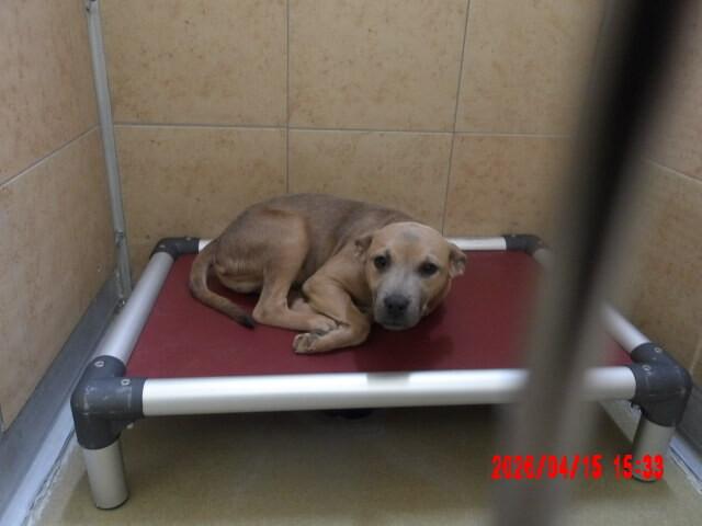 Enlarge Sam, a Adoptable Mixed Breed in Hobbs, NM image 4/6