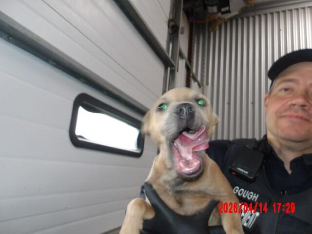 Enlarge Sam, a Adoptable Mixed Breed in Hobbs, NM image 5/6
