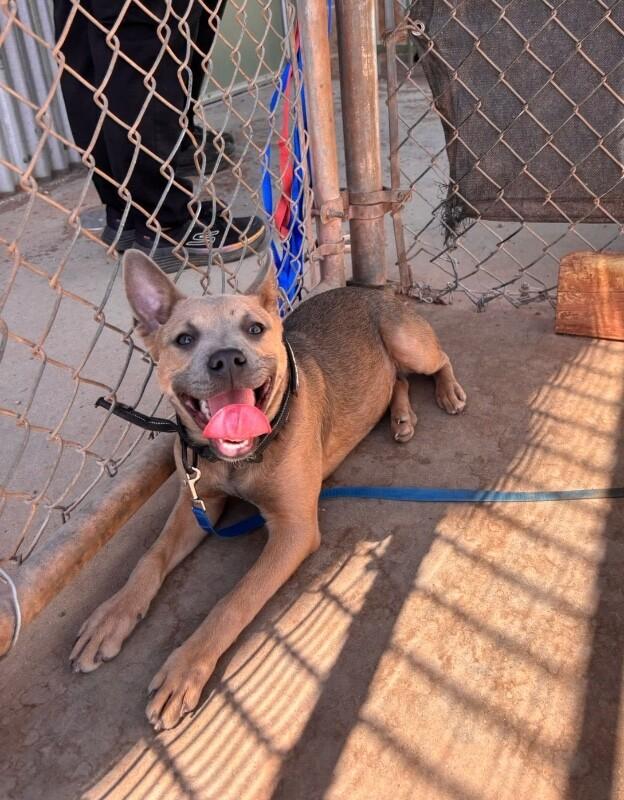 Enlarge Sam, a Adoptable Mixed Breed in Hobbs, NM image 6/6