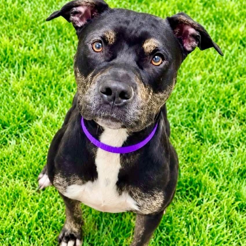 Ariel, Adoptable, Adult Female Terrier.