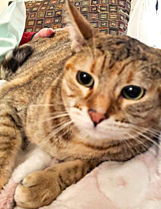 Taboo (Courtesy Post), Adoptable, Adult Female Domestic Short Hair.