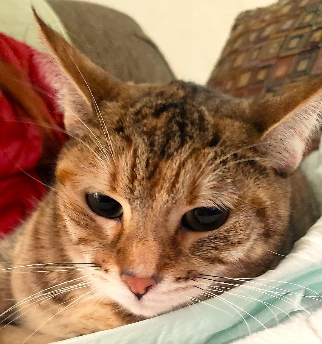 Taboo (Courtesy Post), Adoptable, Adult Female Domestic Short Hair.