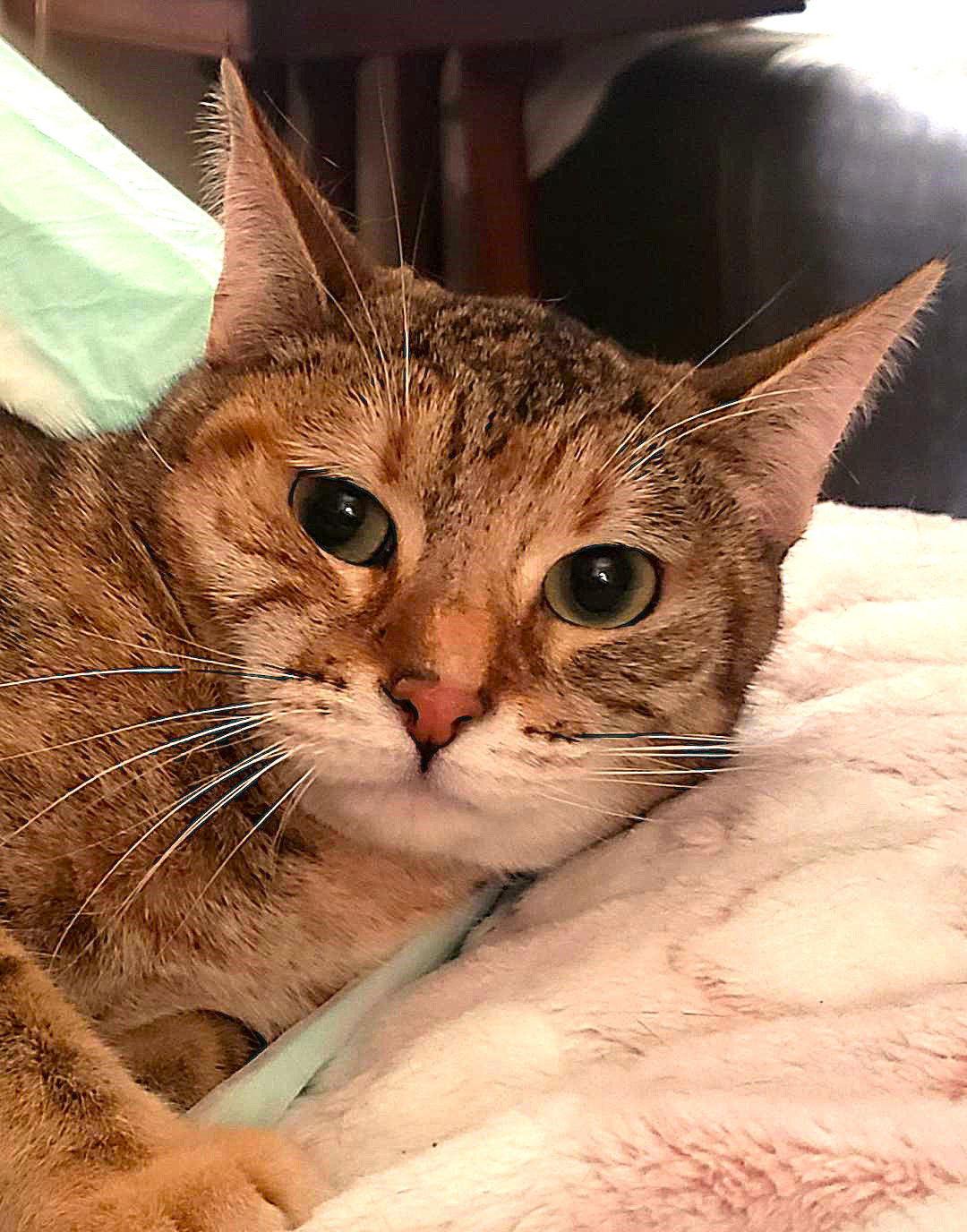 Taboo (Courtesy Post), a Adoptable Domestic Short Hair in San Jose, CA image 3/3