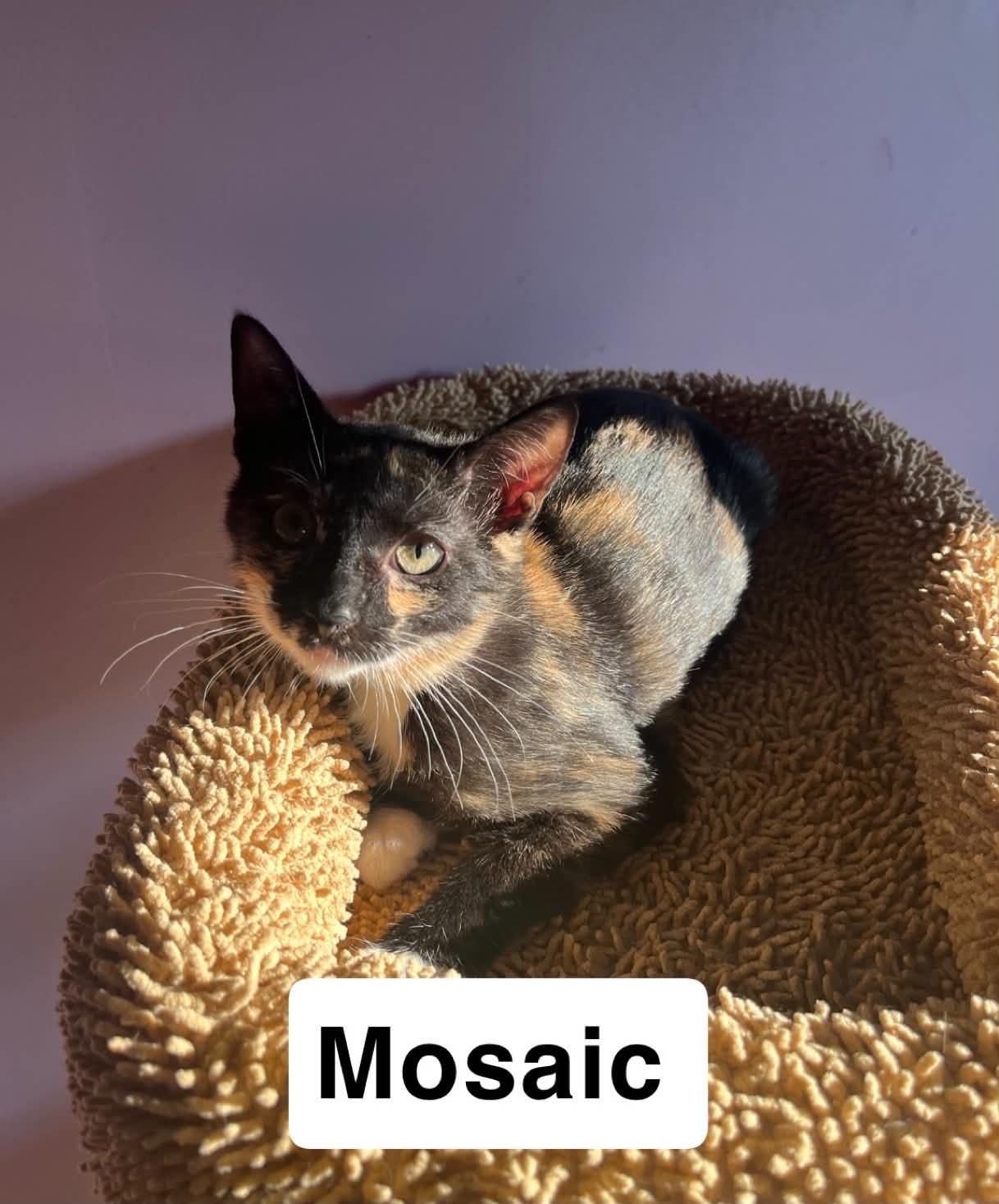 Enlarge Mosaic, a Adoptable Domestic Short Hair in Belchertown, MA image 2/2