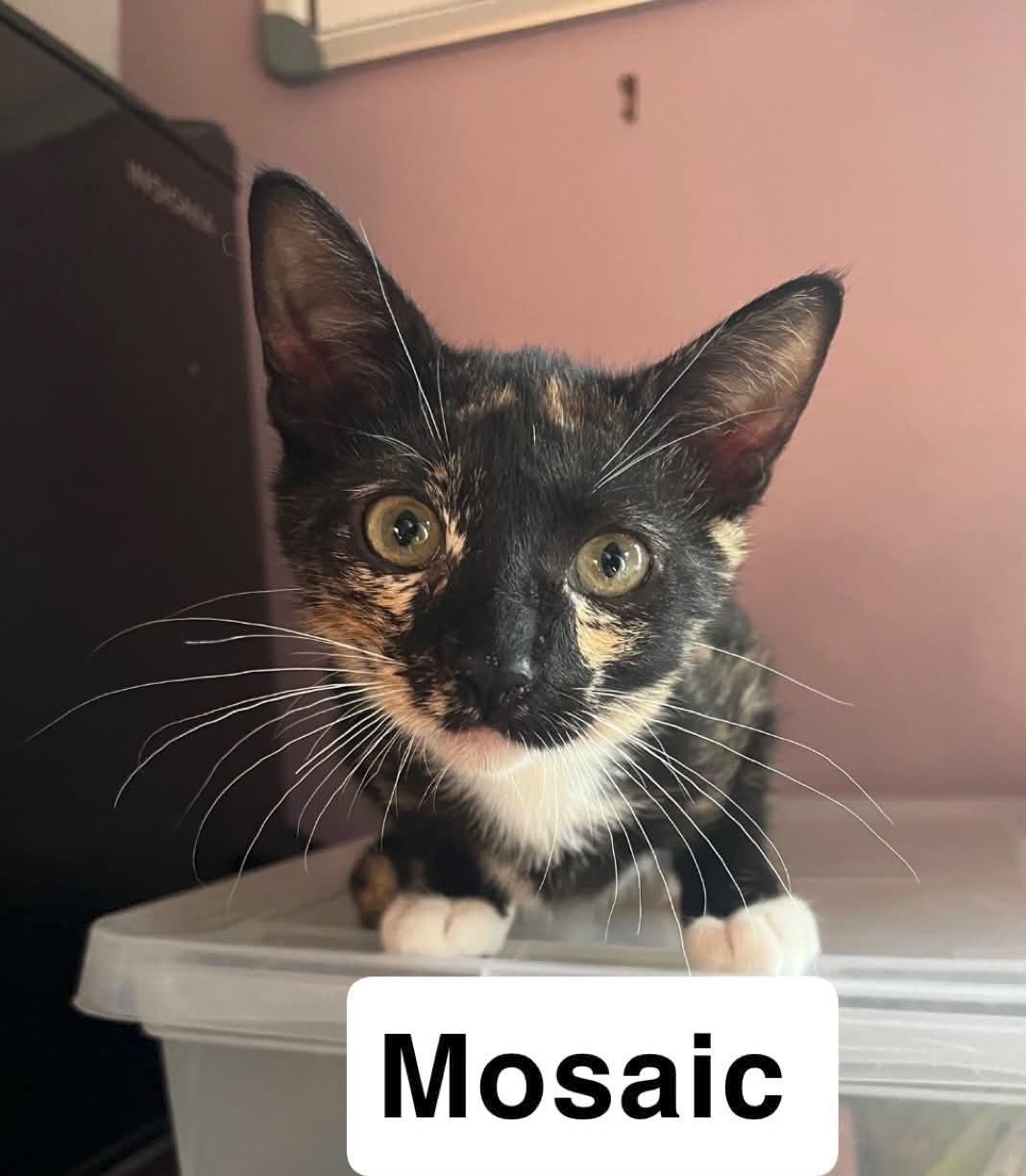 Mosaic, Adoptable, Young Female Domestic Short Hair.