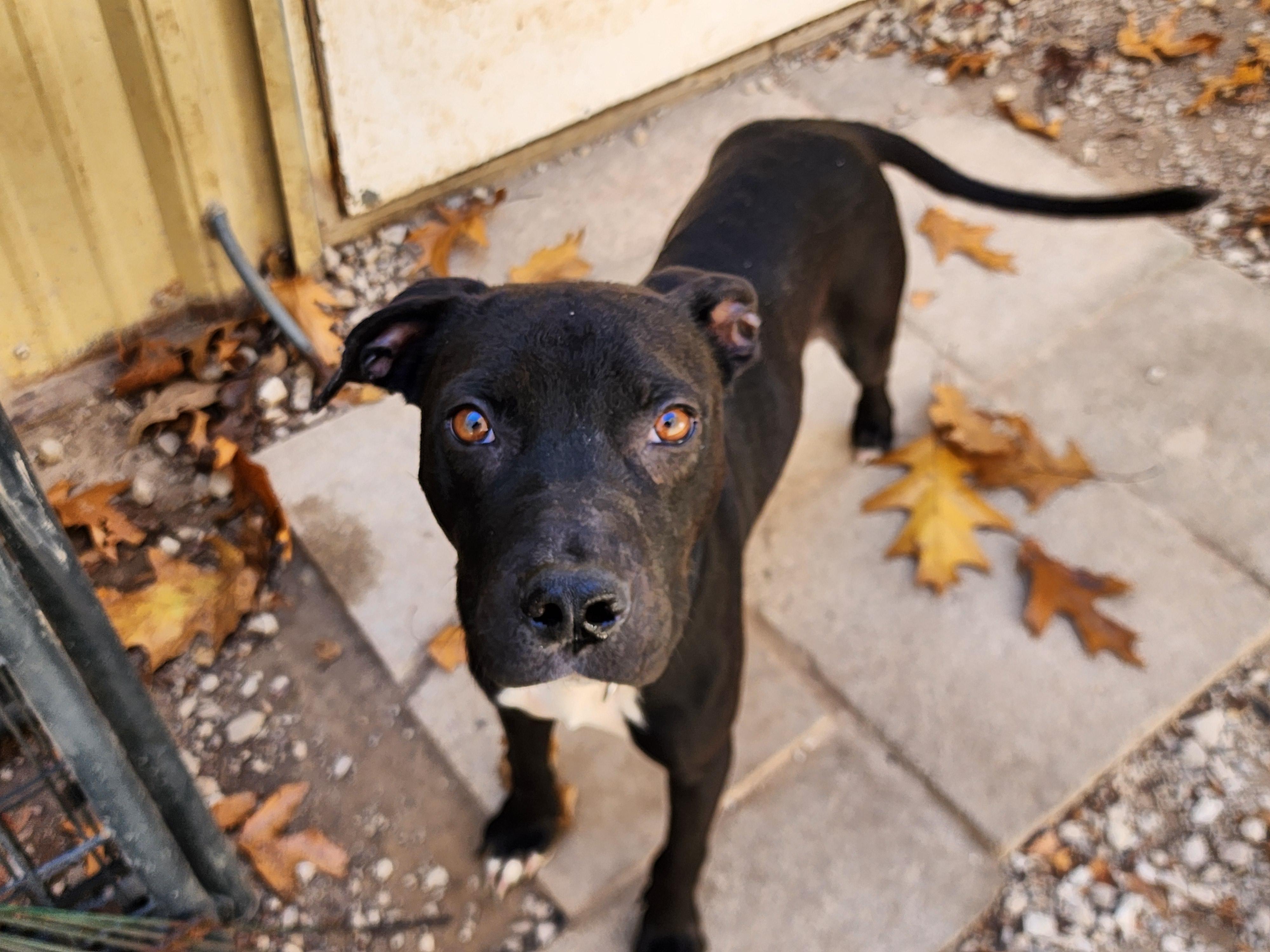 Enlarge Coal, a Adoptable mixed breed in Horseshoe Bend, AR image 2/2