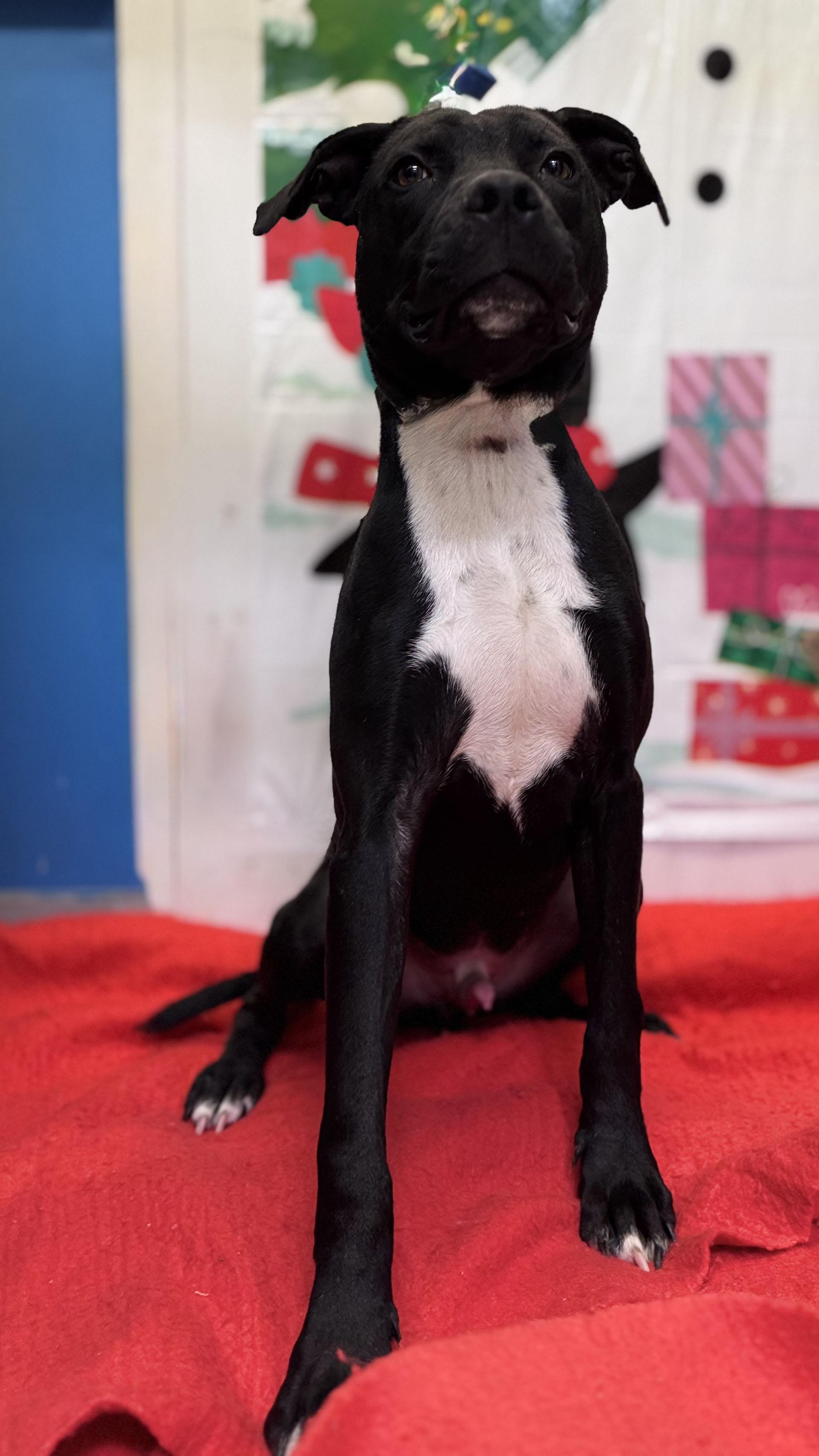 Enlarge Coal, a Adoptable mixed breed in Horseshoe Bend, AR image 3/3