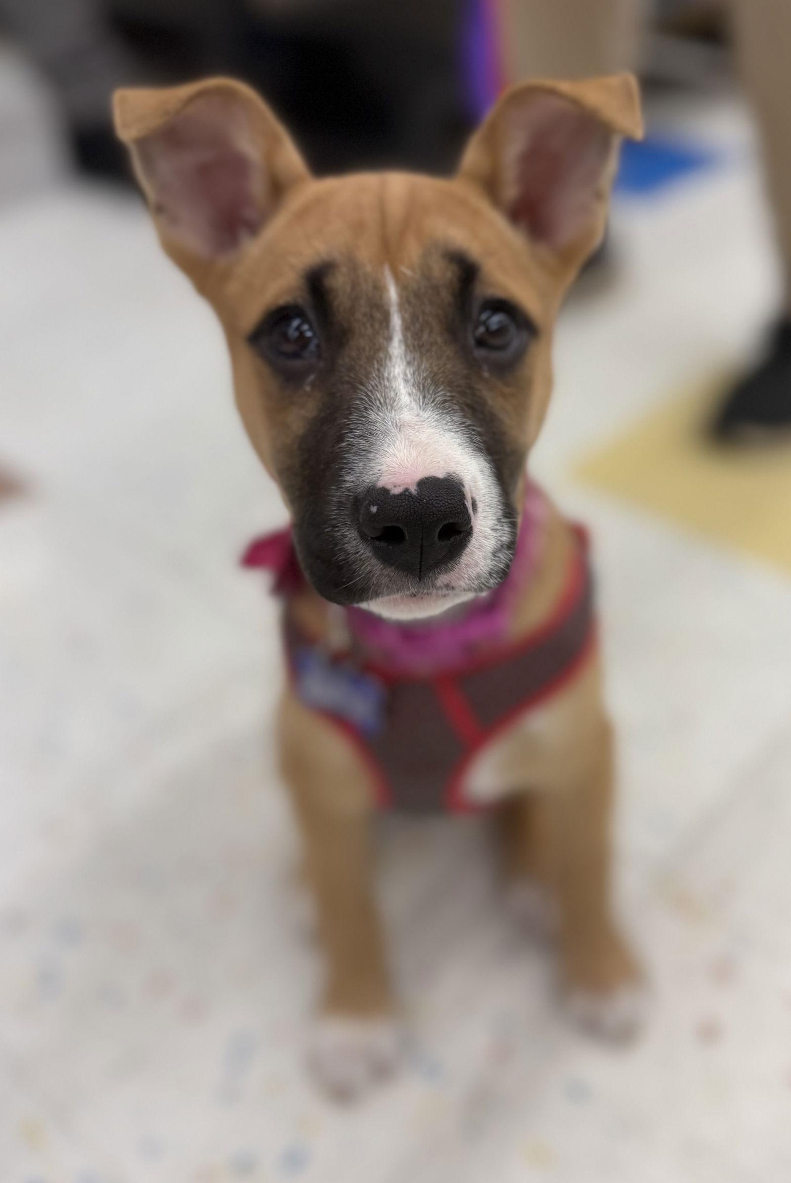 Enlarge Claressa, a Adopted Boxer in Hillside, IL image 1/3