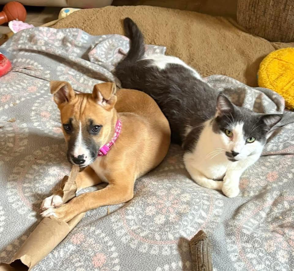 Claressa, Adoptable, Puppy Female Boxer.