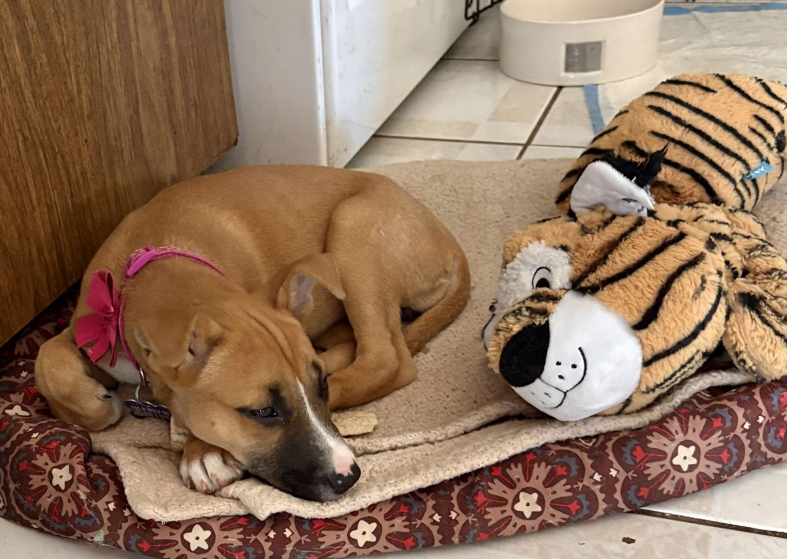 Enlarge Claressa, a Adopted Boxer in Hillside, IL image 2/3