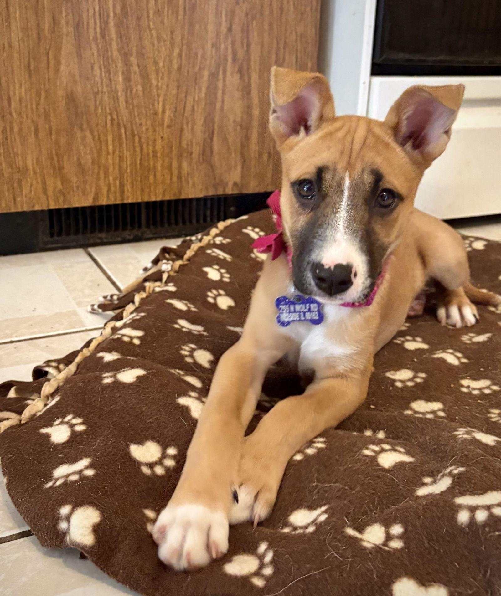 Enlarge Claressa, a Adopted Boxer in Hillside, IL image 3/3