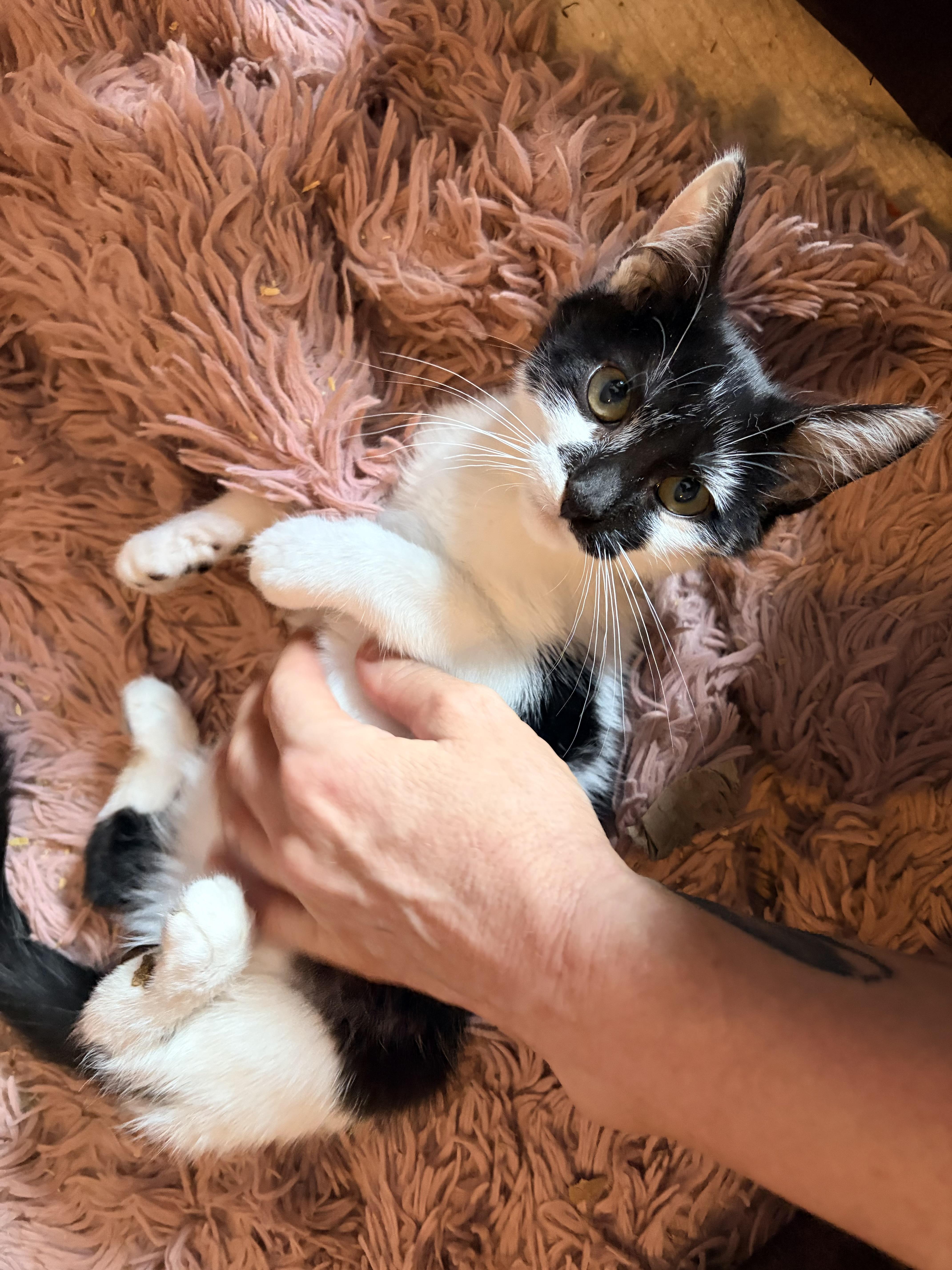 Chef, Adoptable, Kitten Male Tuxedo.