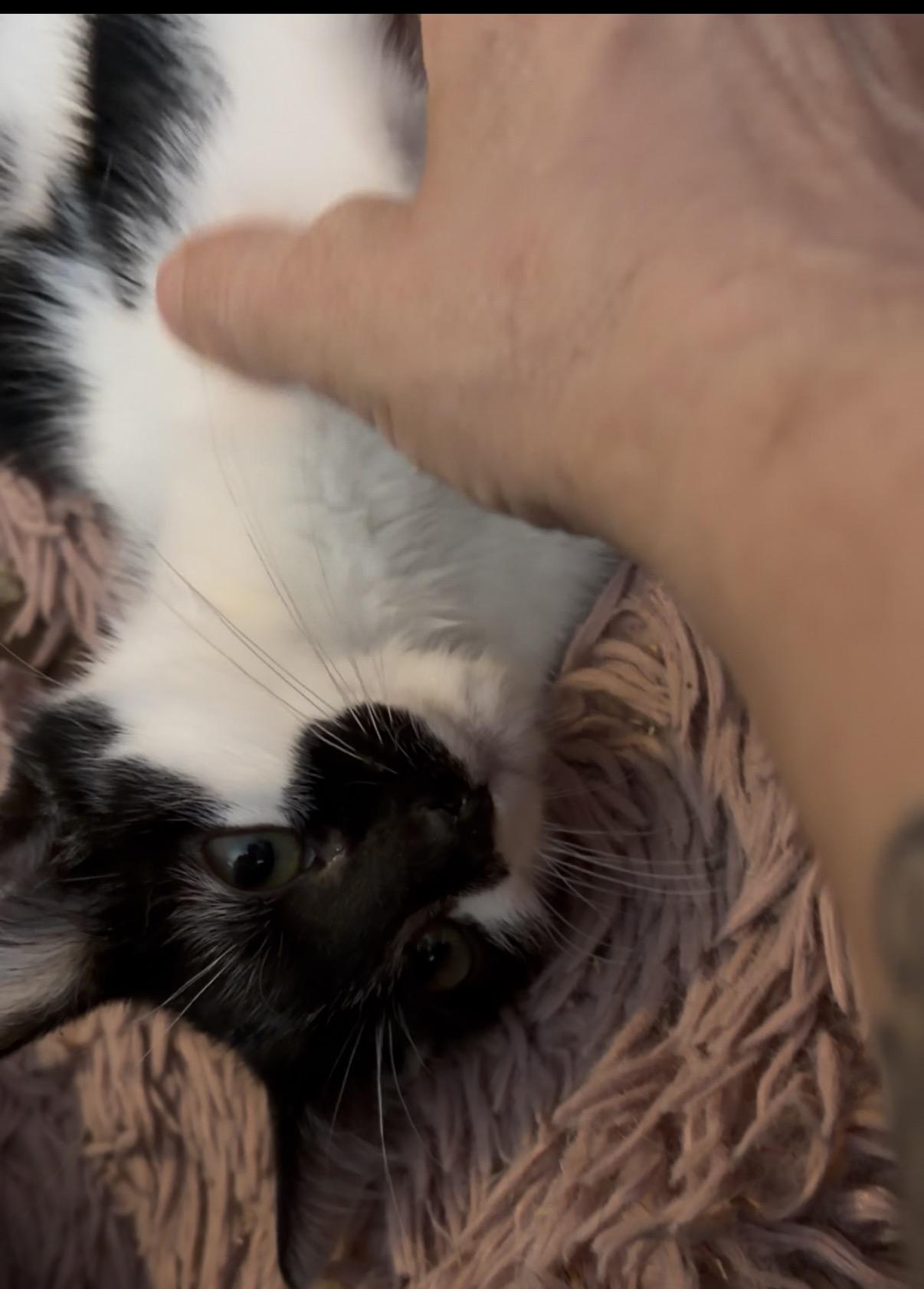 Enlarge Chef, a Adoptable Tuxedo in Newark valley, NY image 4/4