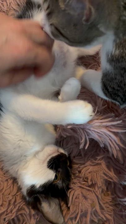 Enlarge Chef, a Adoptable Tuxedo in Newark valley, NY video 3/4