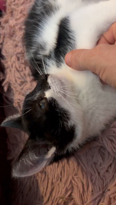 Enlarge Chef, a Adoptable Tuxedo in Newark valley, NY video 2/4