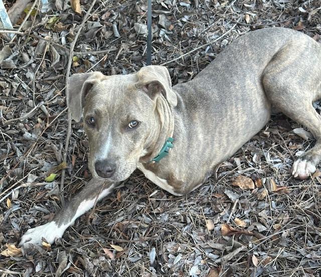 Enlarge HAPPY GIRL, a ADOPTABLE mixed breed in Bell Gardens, CA image 5/6