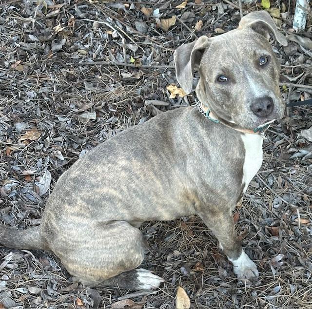 Enlarge HAPPY GIRL, a ADOPTABLE mixed breed in Bell Gardens, CA image 1/6