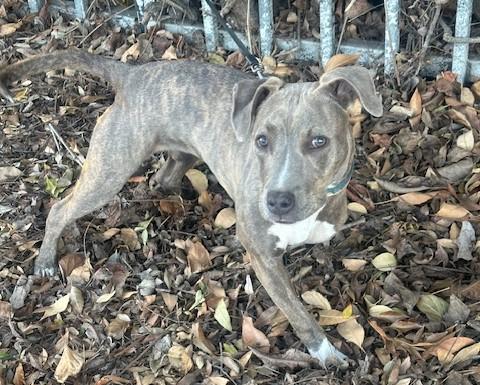 Enlarge HAPPY GIRL, a ADOPTABLE mixed breed in Bell Gardens, CA image 2/6