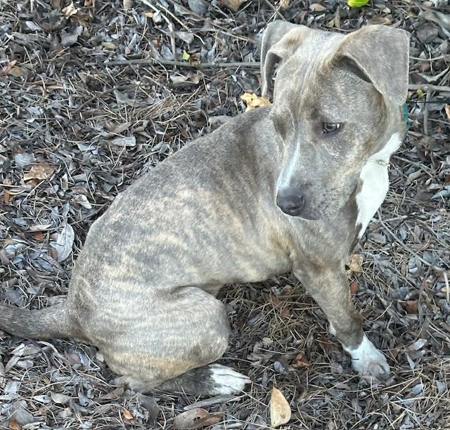Enlarge HAPPY GIRL, a ADOPTABLE mixed breed in Bell Gardens, CA image 4/6
