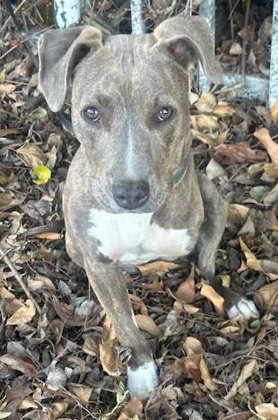 Enlarge HAPPY GIRL, a ADOPTABLE mixed breed in Bell Gardens, CA image 3/6