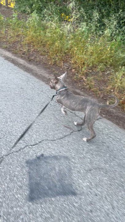 Enlarge HAPPY GIRL, a ADOPTABLE mixed breed in Bell Gardens, CA video 6/6