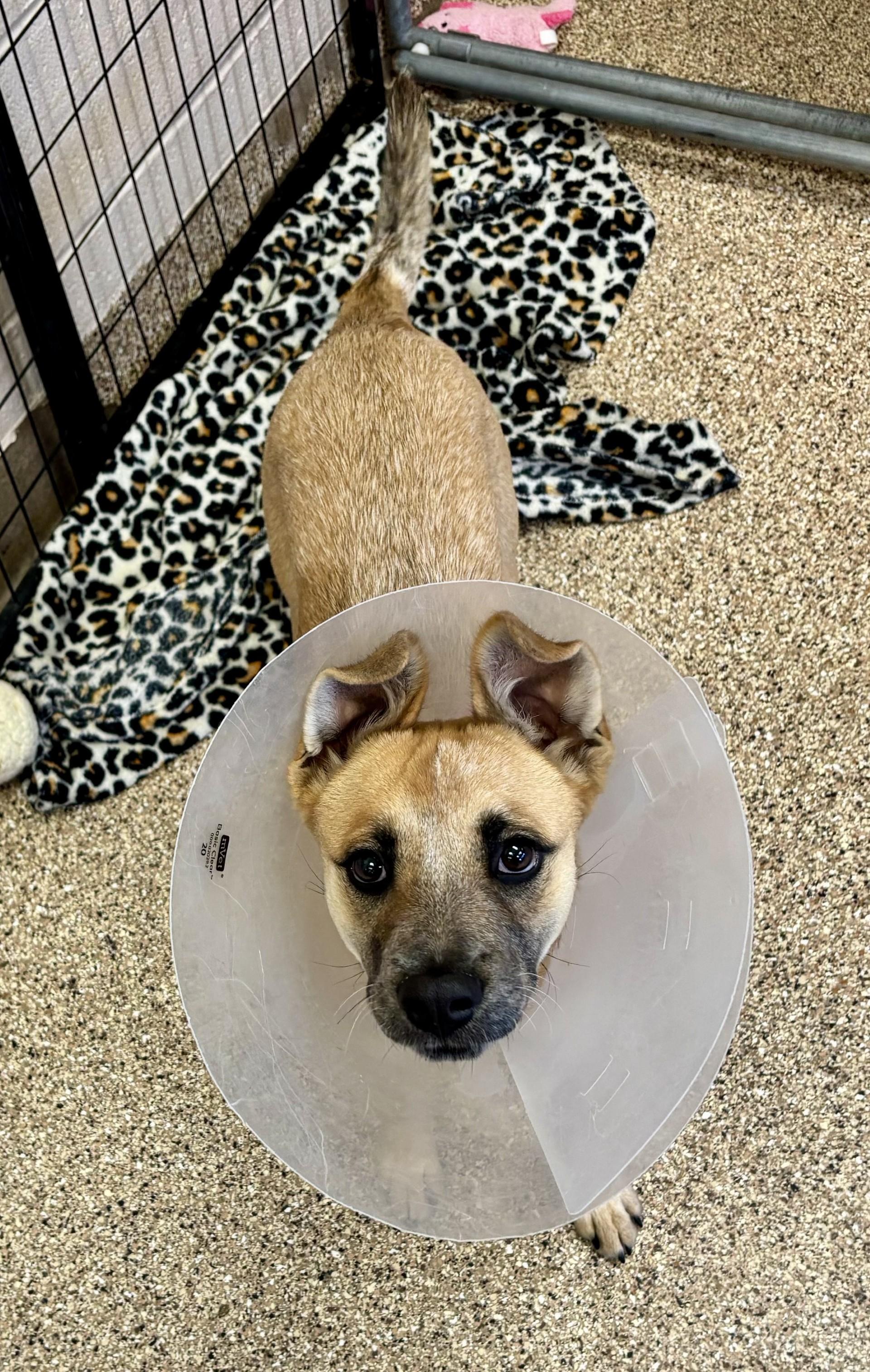 Wiggles, adopted, Young Female Australian Cattle Dog / Blue Heeler.