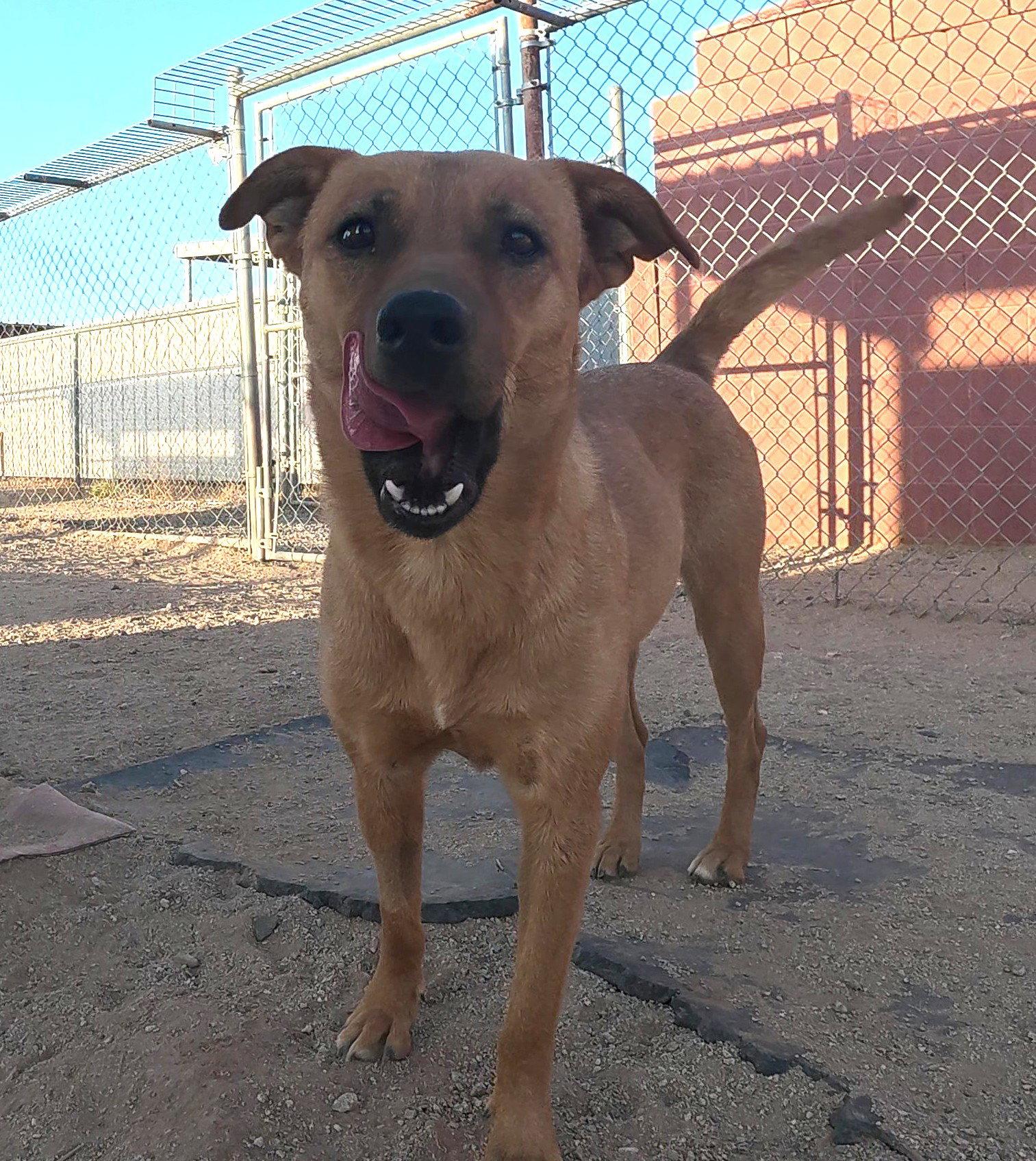 Hazel, a Adoptable Mixed Breed in Queen Creek, AZ image 1/3