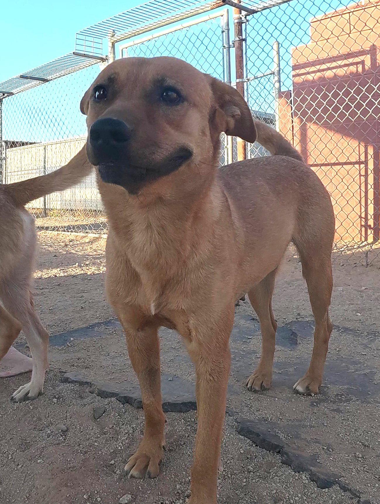 Hazel, a Adoptable Mixed Breed in Queen Creek, AZ image 2/3