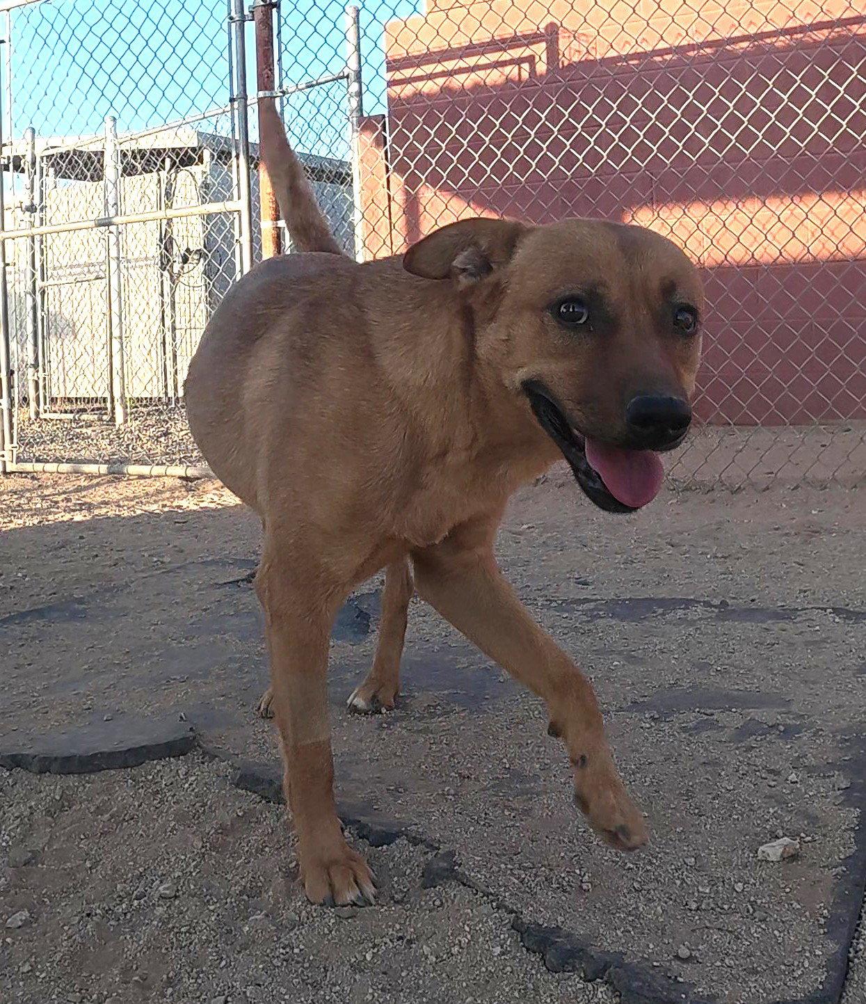 Hazel, a Adoptable Mixed Breed in Queen Creek, AZ image 3/3