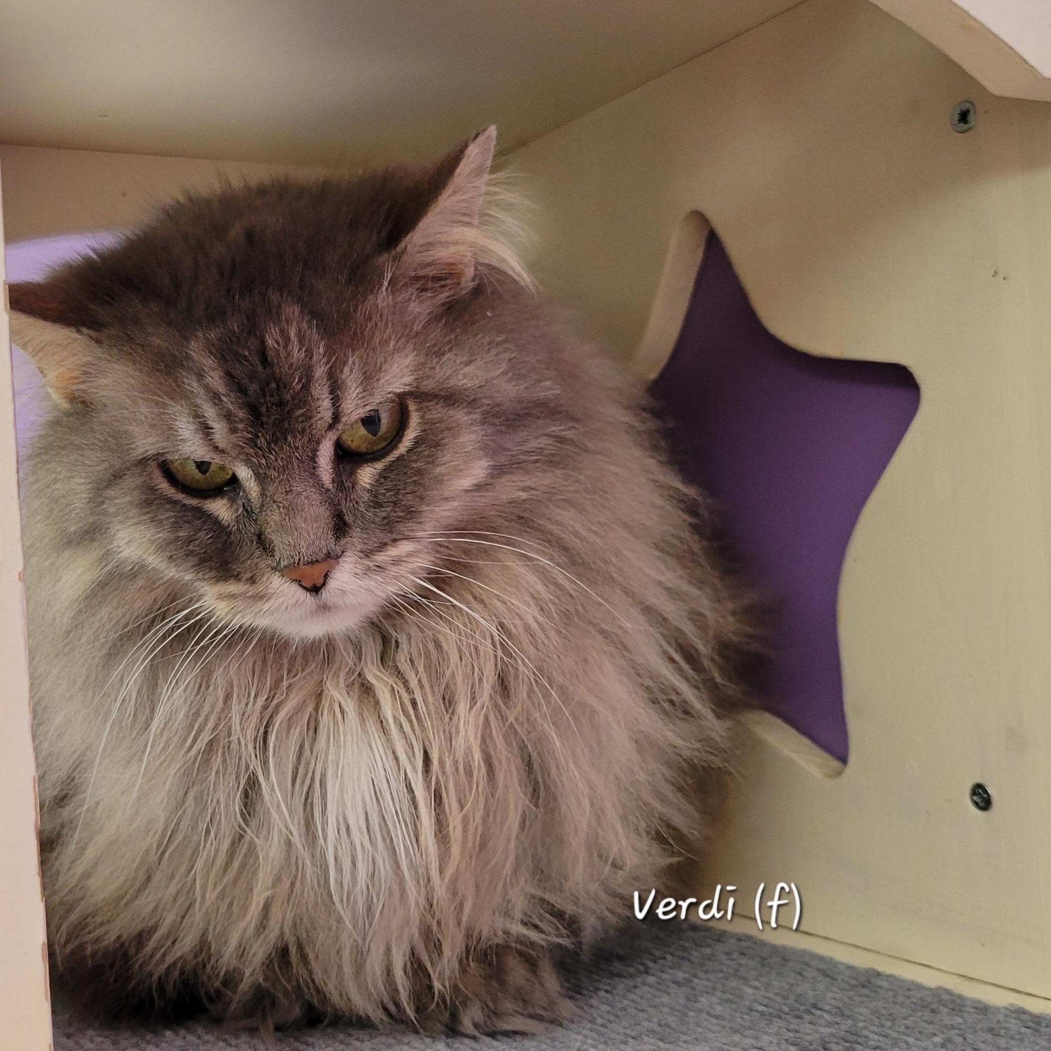 Enlarge Verdi, an adopted Domestic Long Hair in Mazon, IL image 1/1