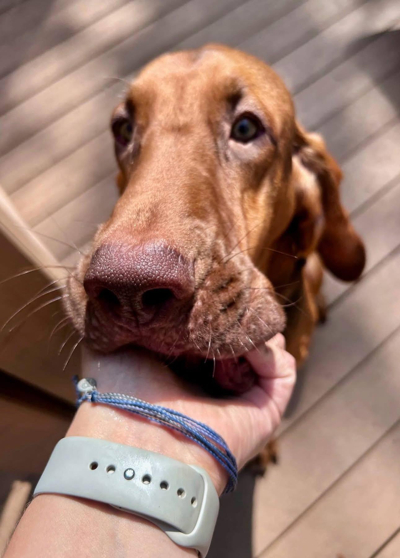 Hambone (in foster)