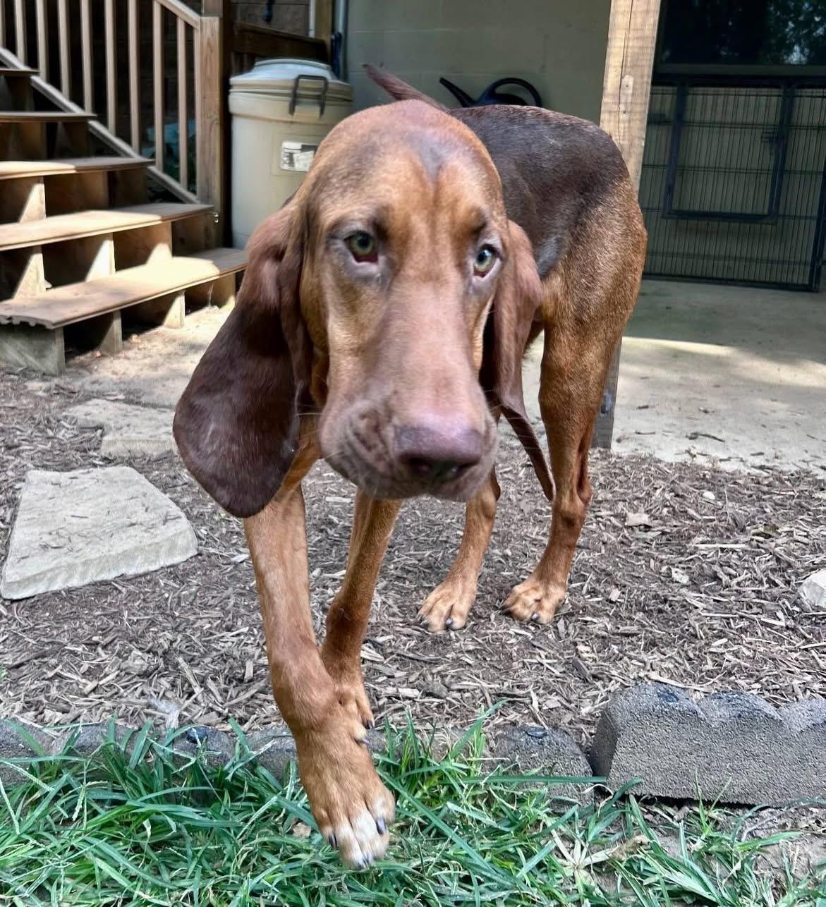 Hambone (in foster)
