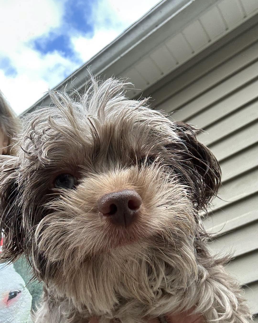 Enlarge Rudy, a ADOPTABLE Yorkshire Terrier in Winsted, CT image 3/4