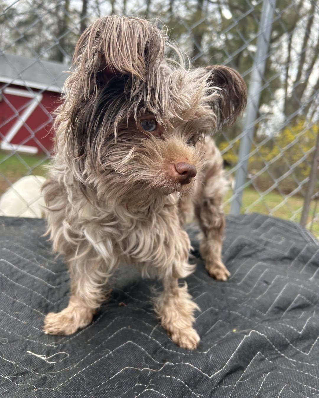 Enlarge Rudy, a ADOPTABLE Yorkshire Terrier in Winsted, CT image 2/4
