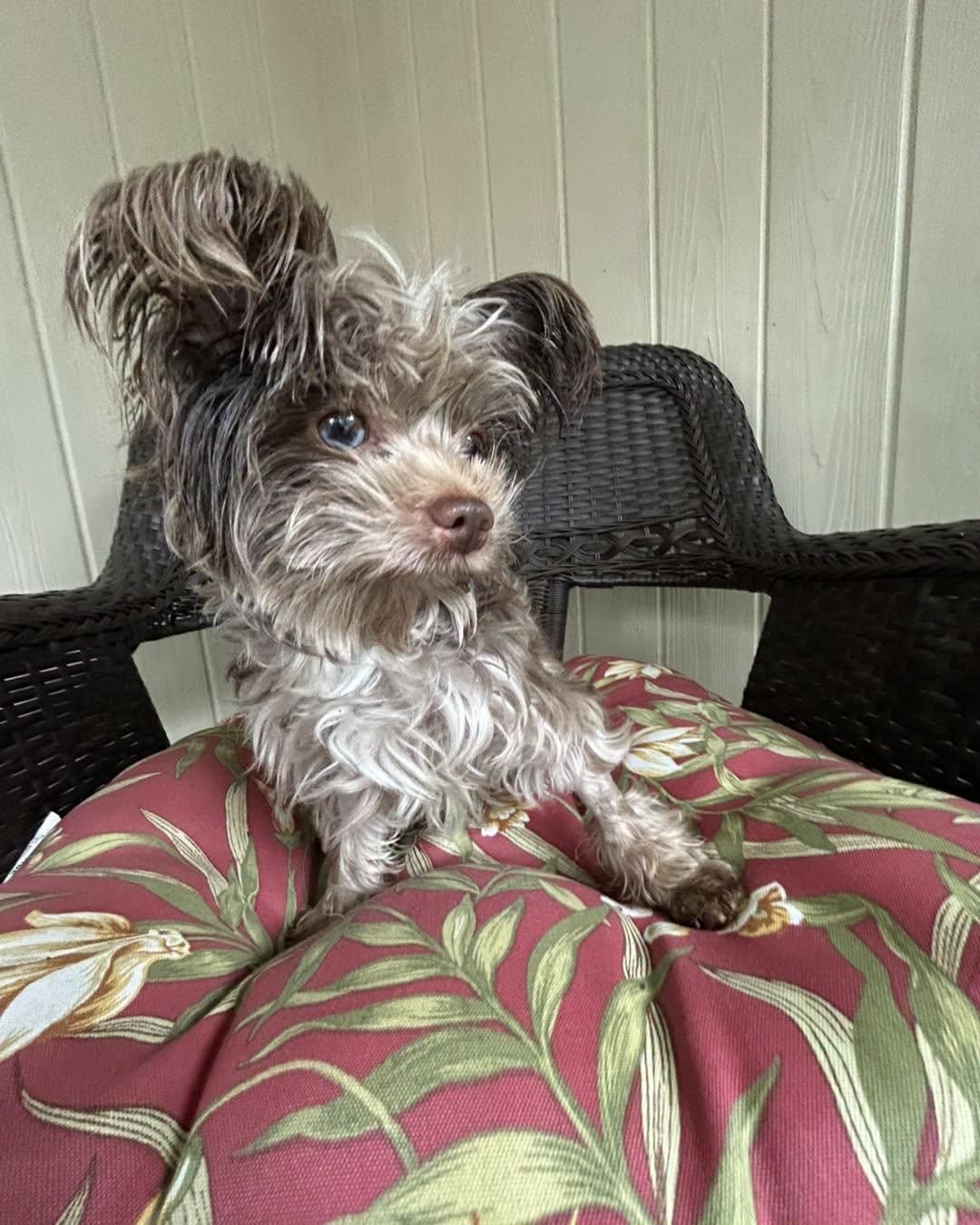 Enlarge Rudy, a ADOPTABLE Yorkshire Terrier in Winsted, CT image 1/4