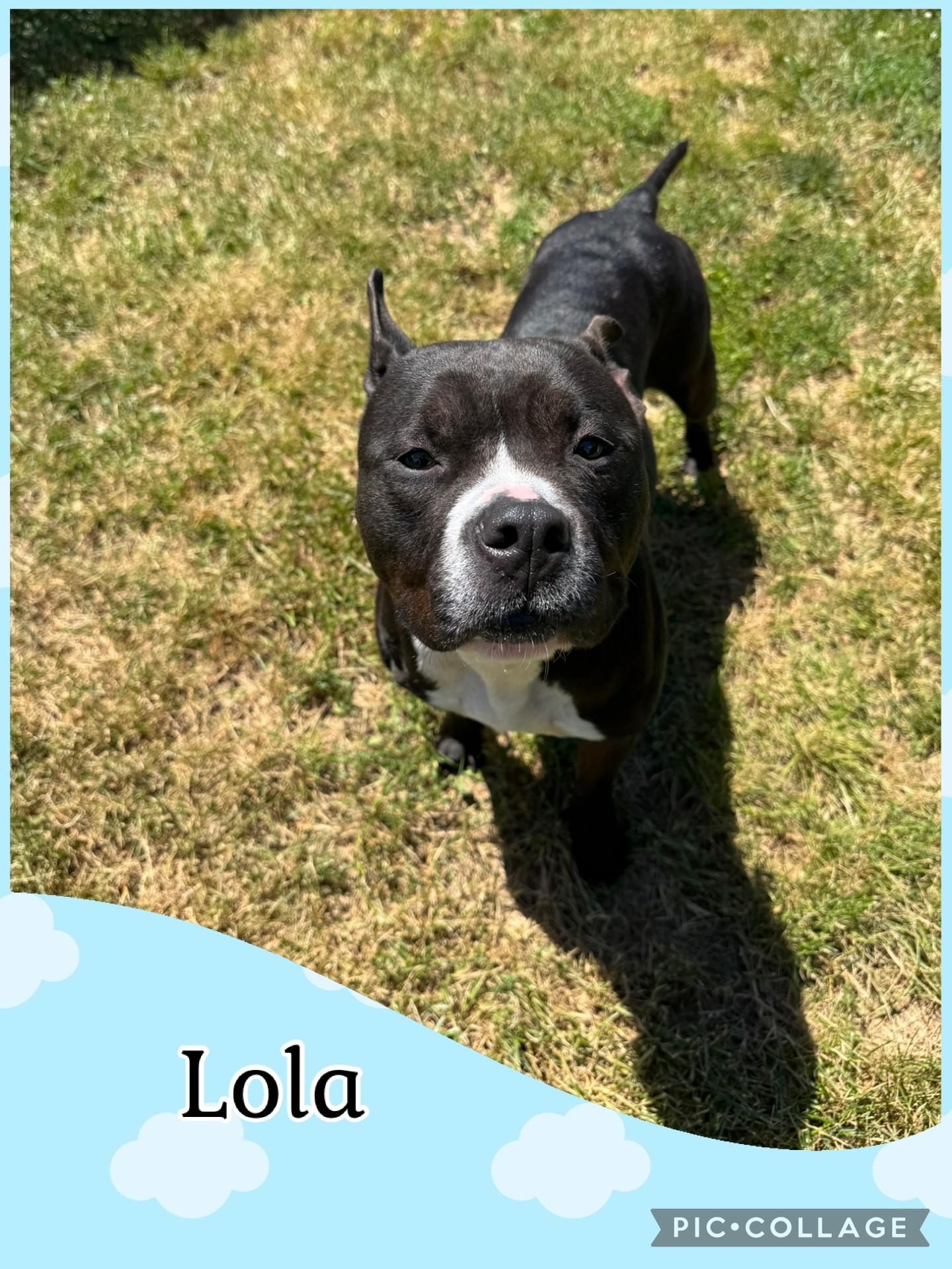 Lola, ADOPTABLE, Adult Female Pit Bull Terrier.