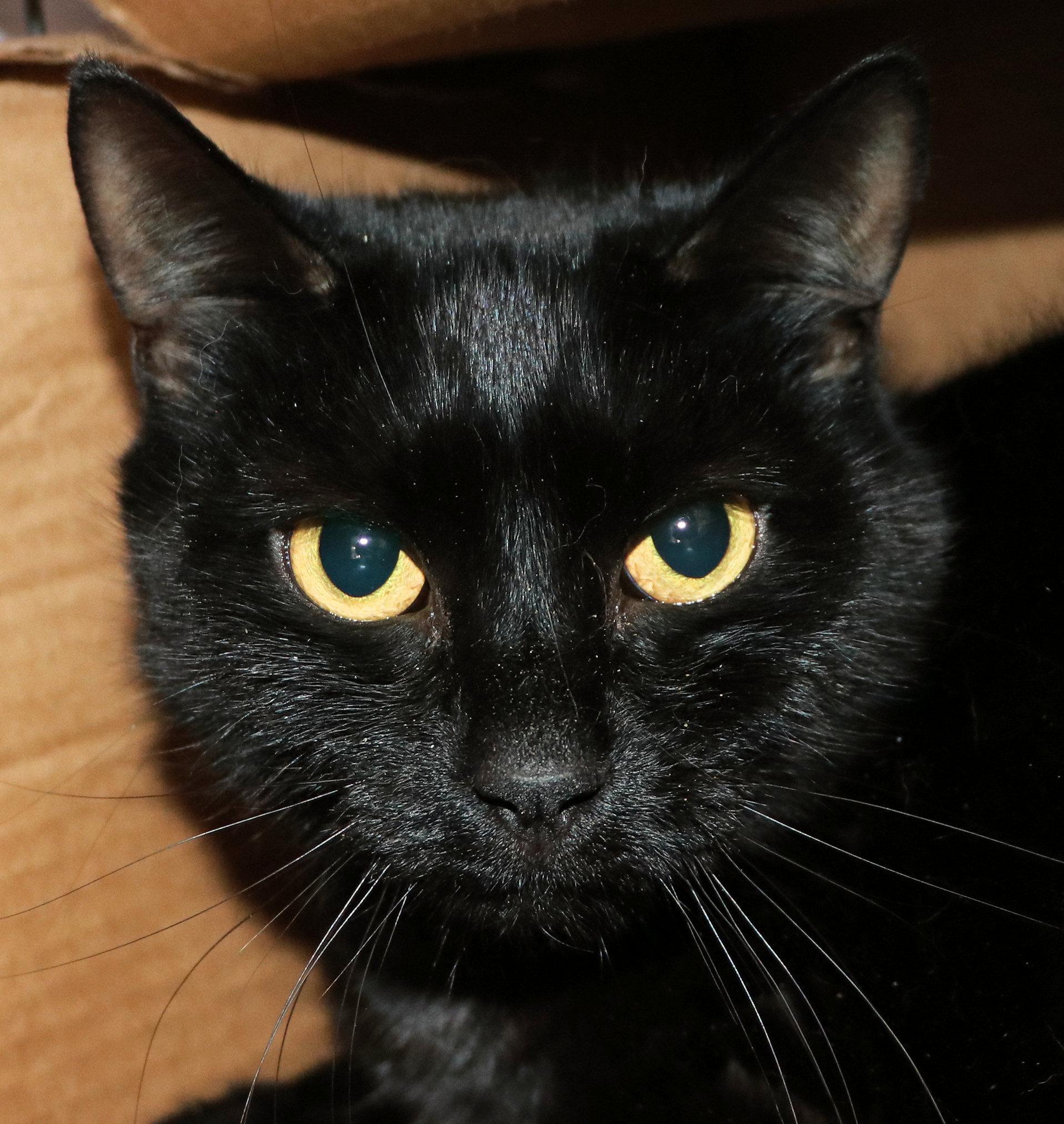 Enlarge Eclipse, an adopted Domestic Short Hair in Cincinnati, OH image 1/1