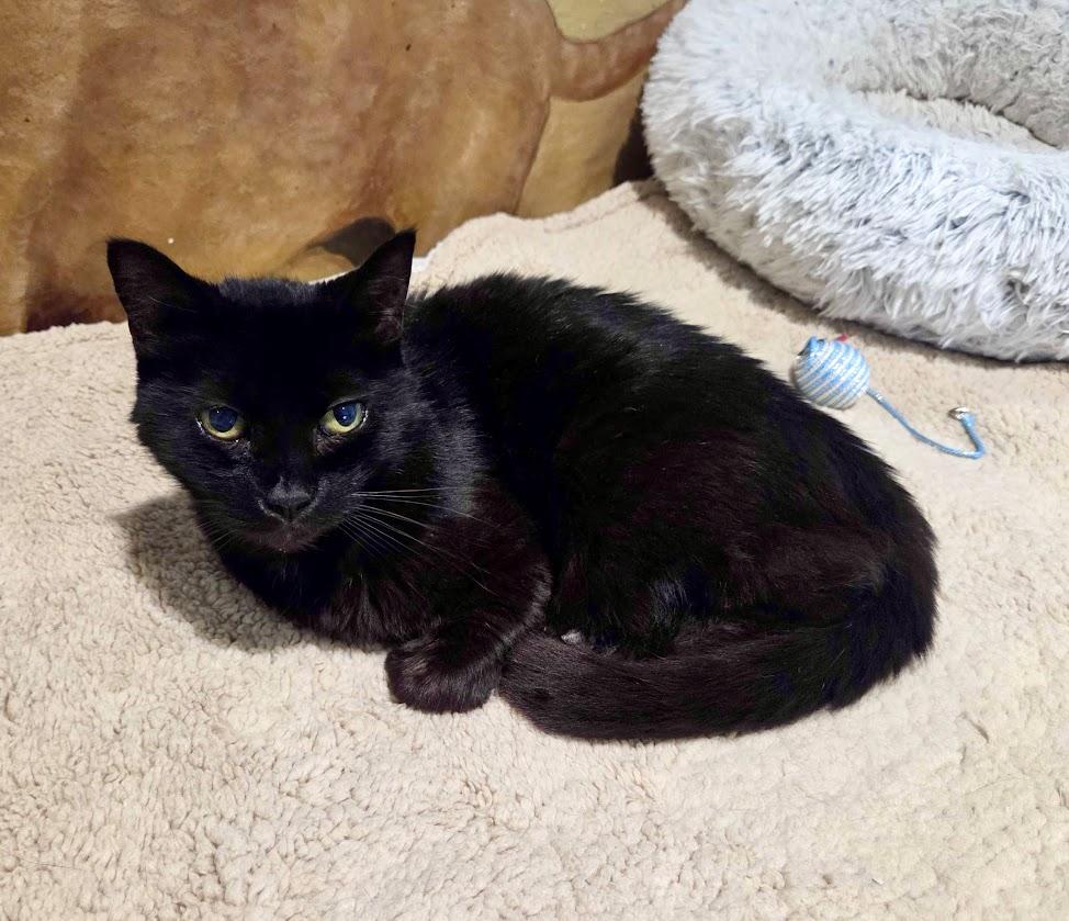 Samantha, a Adoptable Domestic Short Hair in Lafayette, NJ image 3/4