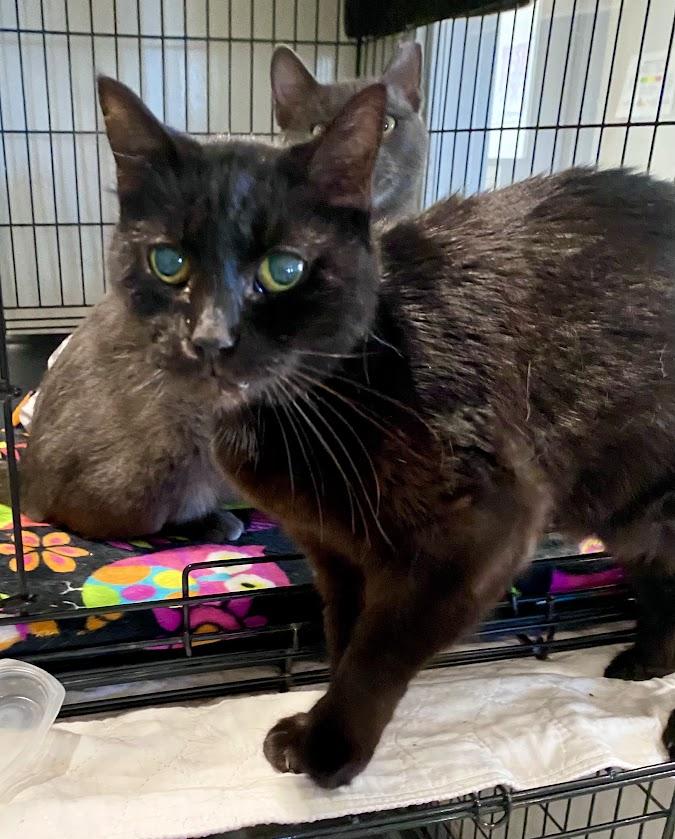 Samantha, a Adoptable Domestic Short Hair in Lafayette, NJ image 4/4