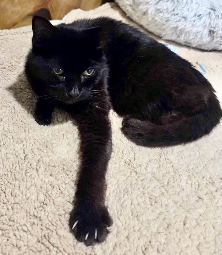 Samantha, a Adoptable Domestic Short Hair in Lafayette, NJ image 1/4